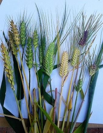 ミナミノカオリ小麦粉 岡山県北産 1㎏