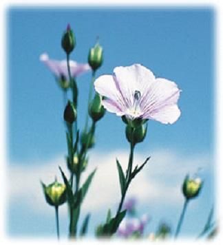 亜麻仁油 250ml 3本 亜麻仁油 250ml 3本