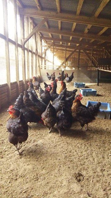 藤井養鶏場オランダ原産黒鶏『ネラ』が産んだ豊潤な卵「しあわせなたまご」40個 