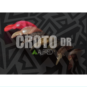クロト - トラウトアイランド クロト - トラウトアイランド
