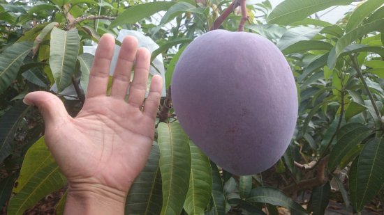 大きなマンゴー 自然栽培 完熟A品 レッドキーツマンゴー 大玉1～2玉で1