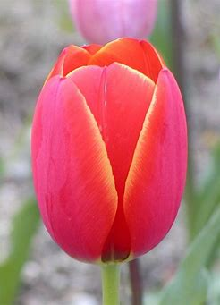 Tulip チューリップ Tt3種 Witchcraft ウイッチクラフト Tulip チューリップ Tt3種 Witchcraft ウイッチクラフト