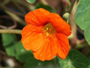 Nasturtium ナスタチウム 金連花 2種 Witchcraft ウイッチクラフト Nasturtium ナスタチウム 金連花 2種 Witchcraft ウイッチクラフト