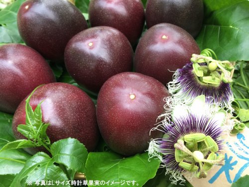 奄美大島産☆時計草（パッションフルーツ）果実＊大玉１キロ化粧箱入 - きゃしなふ