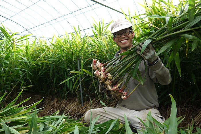 有機新しょうが5kg - 有機野菜・有機栽培の通販・販売は大地と自然の恵み