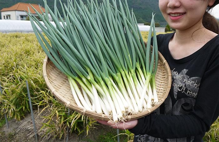 お徳用!有機青ねぎ(1kg) - 有機野菜・有機栽培の通販・販売は お徳用!有機青ねぎ(1kg) - 有機野菜・有機栽培の通販・販売は
