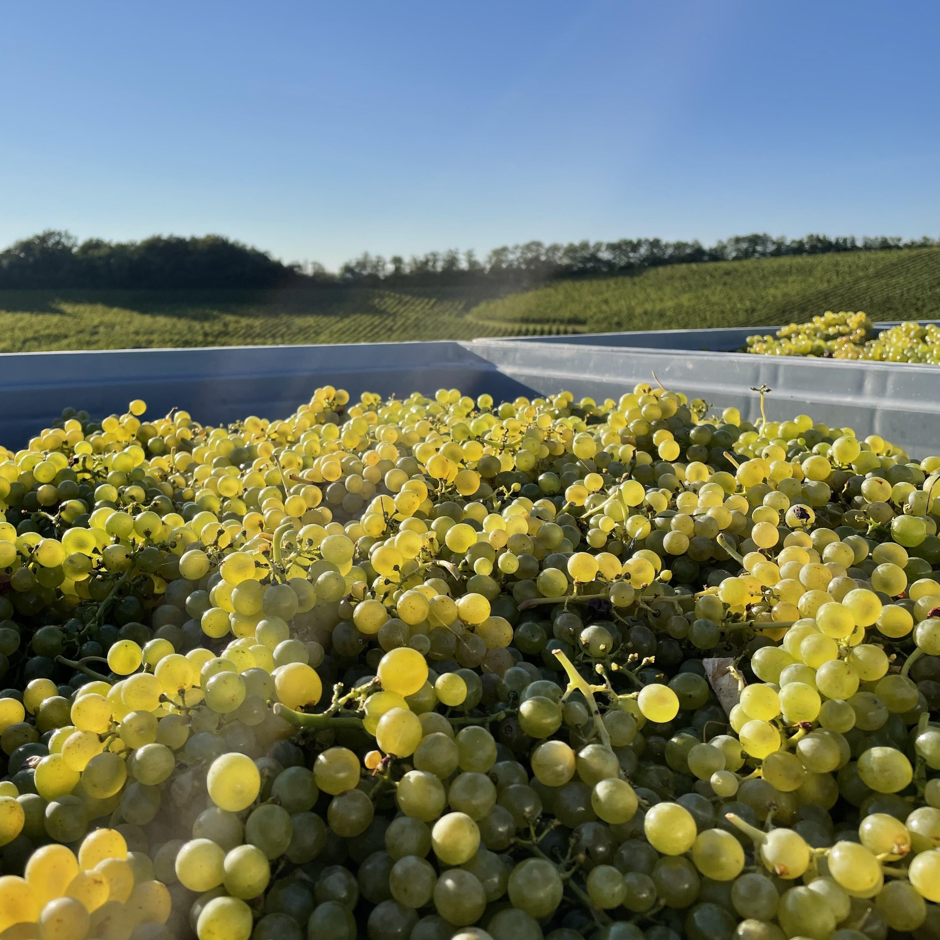 ٥˥Υ󥸥磻ѤΤ֤ɤ