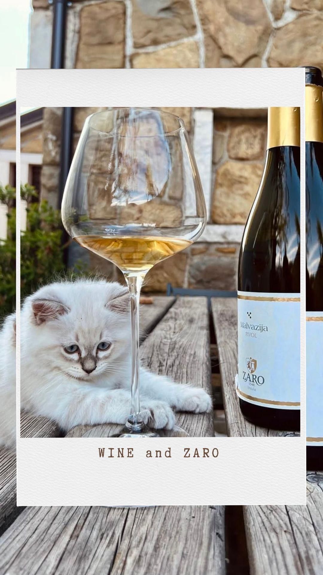 ԥ饤֡Discover Slovenian wine