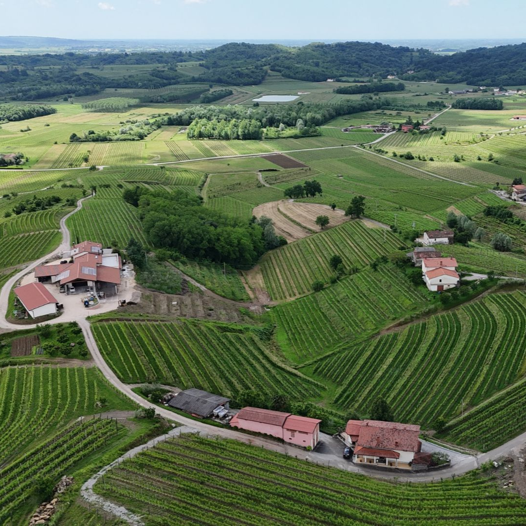 スロヴェニアのブルダの丘・ぶどう畑(初夏)を上空から撮影した画像