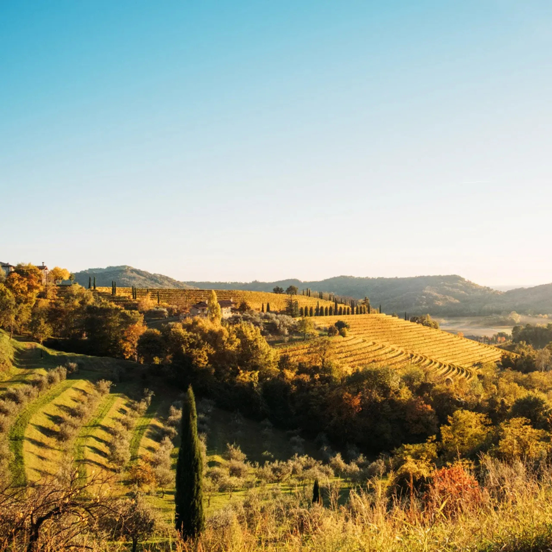 �եꥦ�ꡦ���åꥪ�ε֤Τ֤ɤ�Ȫ