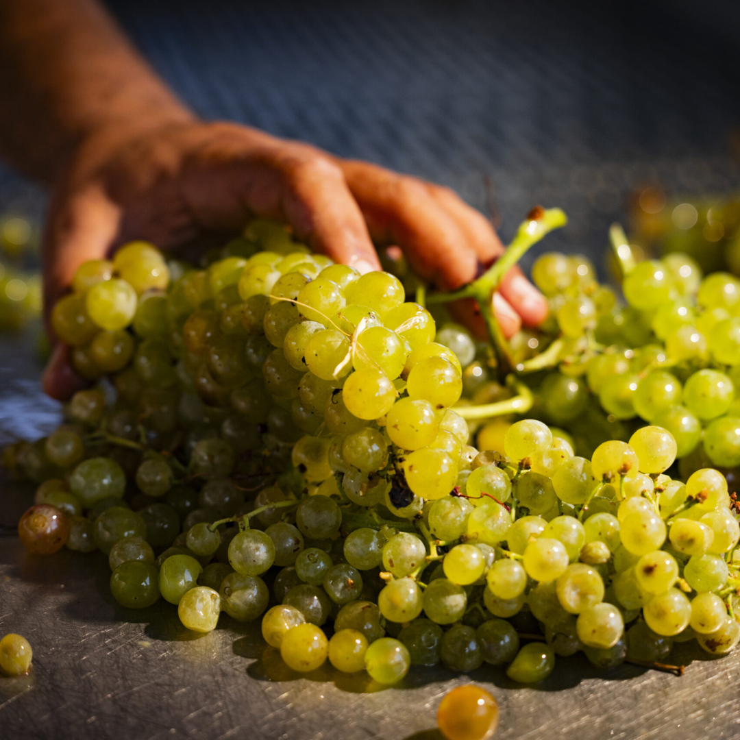 ���ϸ����֤ɤ��˼�򿭤Ф�������󥸥磻���ů�ء�����Ū�ʥ磻��ε����ͤ��륷����