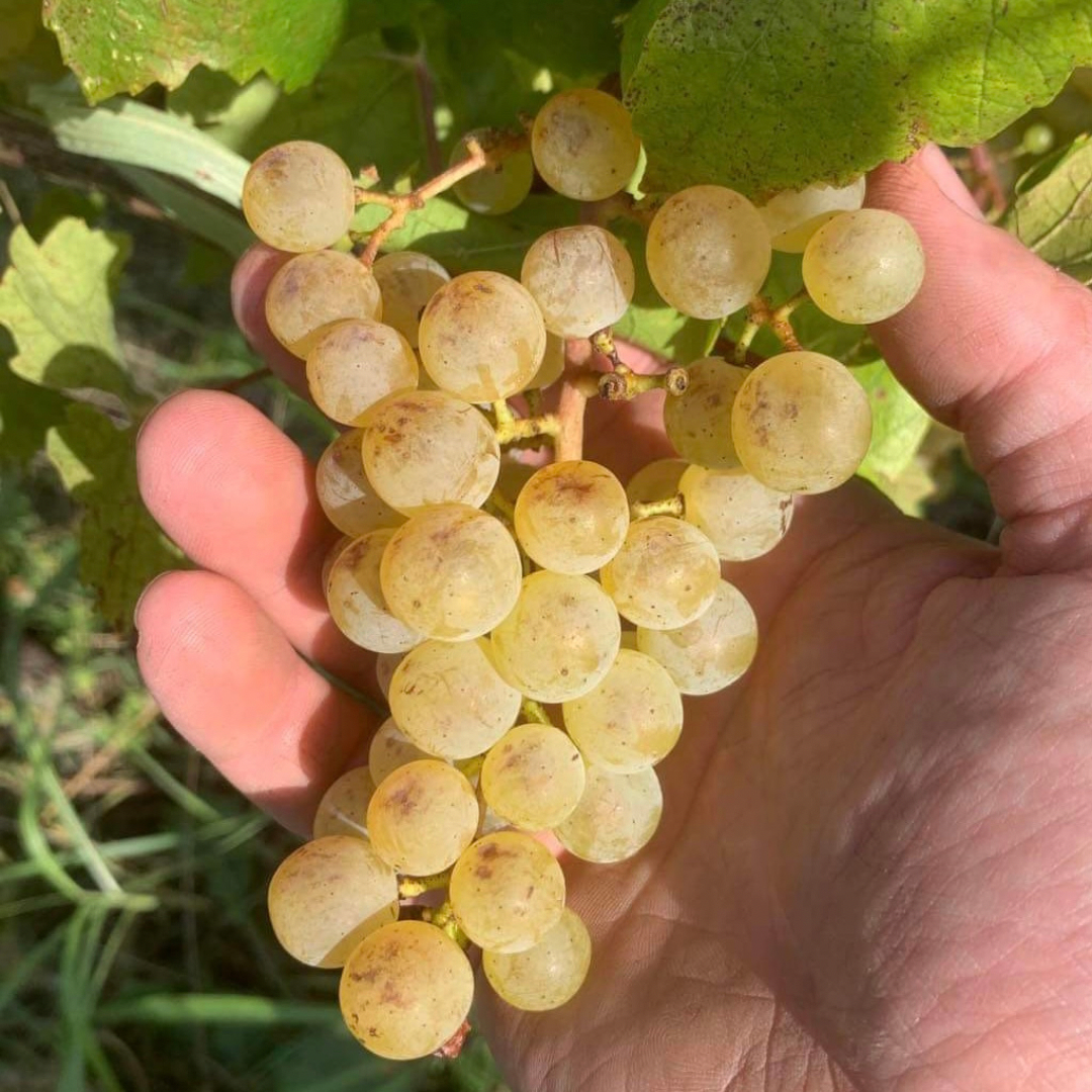 եꥦȥ˥֤ɤʼ֥顦å֡顦ܥ饸å