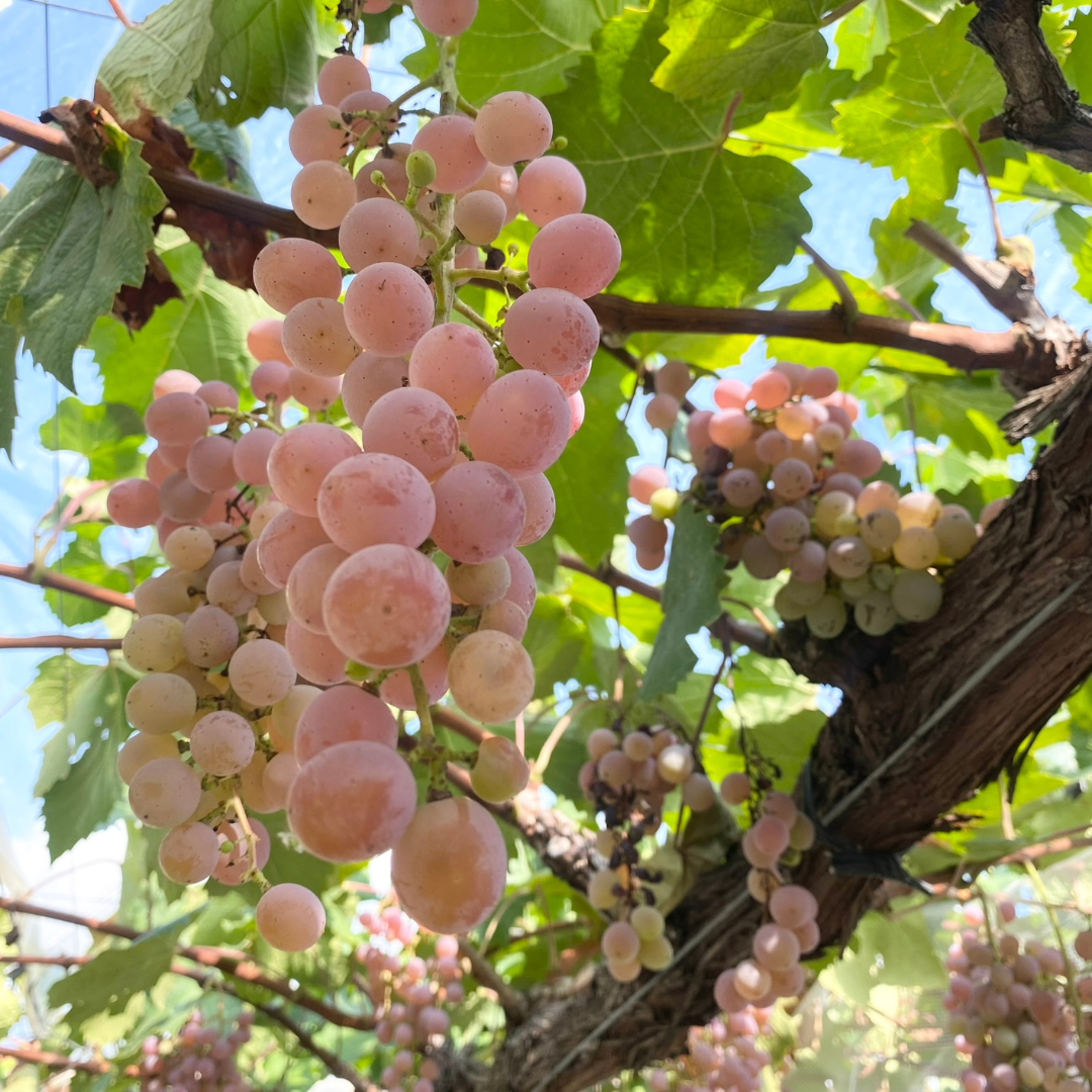 󥸥磻˻Ȥ֤ɤýΥԥΥ