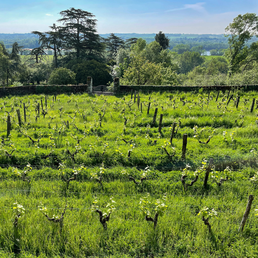 ɤοͥ˥饸꡼Τ֤ɤȪ