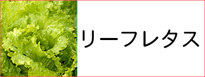꡼ե쥿