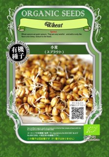 小麦 / 有機 種子 固定種 / グリーンフィールド / スプラウト [小袋]