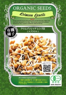 有機 クリムゾン レッド レンズ 豆 / 有機 種子 固定種 / グリーンフィールド / スプラウト [小袋]