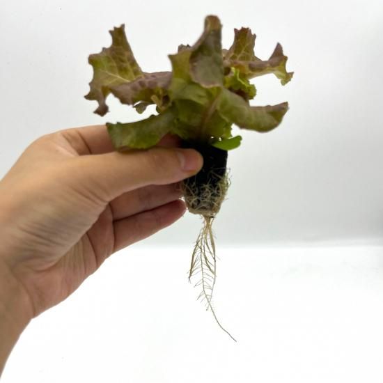 サニーレタス 楽天市場】サニーレタス 'Sunny Lettuce' / キク科 Lactuca sativa