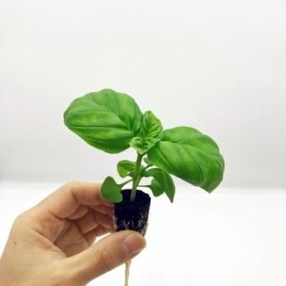 野菜ハーブ あしたば 苗20株 野菜ハーブ あしたば 苗20株 まよう