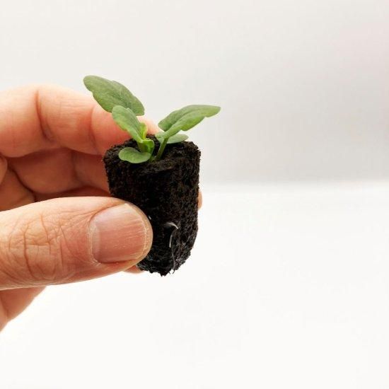 小さな苗 ビオラ 苗 株 水耕栽培、水耕栽培の専門店「さかな畑」