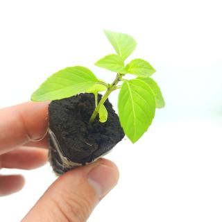 バジル系 - 1株苗から買える、水耕栽培用の苗専門店「おうち菜園」