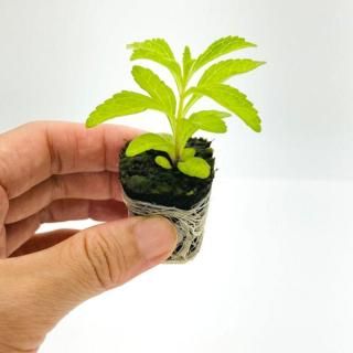 <img class='new_mark_img1' src='https://img.shop-pro.jp/img/new/icons5.gif' style='border:none;display:inline;margin:0px;padding:0px;width:auto;' />ƥӥ 1ڿ̺ѡۡỵ̂ϡ֤Ǽڤ˰Ƥ롪ݤˤ
