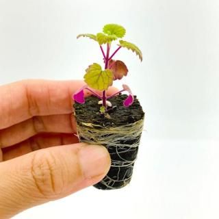 <img class='new_mark_img1' src='https://img.shop-pro.jp/img/new/icons5.gif' style='border:none;display:inline;margin:0px;padding:0px;width:auto;' />åȥ˥å 1ڿ̺ѡۡǭ繥ʥϡ֤Ǽڤ˰Ƥ褦