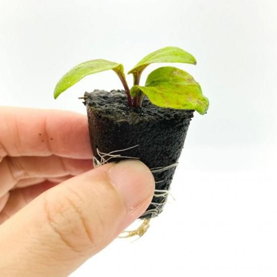 エキナセア苗 1株【水耕栽培用】｜免疫力サポートに人気のハーブ