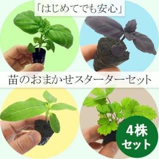珍しいバジルとなすの苗6本セット 珍しいバジルとなすの苗6本セット