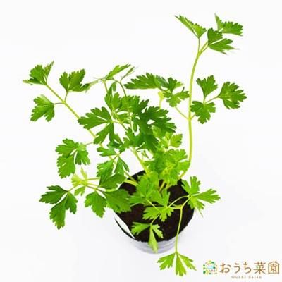 イタリアンパセリ 苗 ハーブ 野菜 9cm ポット オーガニック家庭菜園ショップ おうち菜園 イタリアンパセリ 苗 ハーブ 野菜 9cm ポット オーガニック家庭菜園ショップ おうち菜園