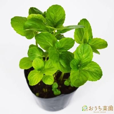 イエルバブエナ 苗 ハーブ 野菜 ９ｃｍ ポット オーガニック家庭菜園ショップ おうち菜園