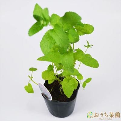 キャット ミント 苗 ハーブ 野菜 ９ｃｍ ポット オーガニック家庭菜園ショップ おうち菜園