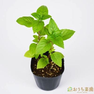 シナモン バジル 苗 ハーブ 野菜 ９ｃｍ ポット オーガニック家庭菜園ショップ おうち菜園