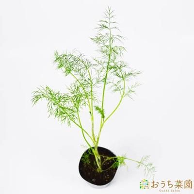 ディル 苗 ハーブ 野菜 9cm ポット オーガニック家庭菜園ショップ おうち菜園 ディル 苗 ハーブ 野菜 9cm ポット オーガニック家庭菜園ショップ おうち菜園