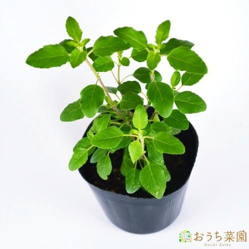 ホーリー バジル トゥルシー 苗 ハーブ 野菜 9cm ポット オーガニック家庭菜園ショップ おうち菜園 ホーリー バジル トゥルシー 苗 ハーブ 野菜 9cm ポット オーガニック家庭菜園ショップ おうち菜園