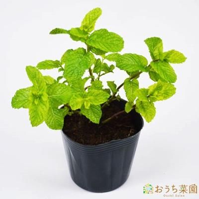 スペア ミント 栽培 セット テラコッタ 鉢 鉢受皿 付 オーガニック家庭菜園ショップ おうち菜園 スペア ミント 栽培 セット テラコッタ 鉢 鉢受皿 付 オーガニック家庭菜園ショップ おうち菜園