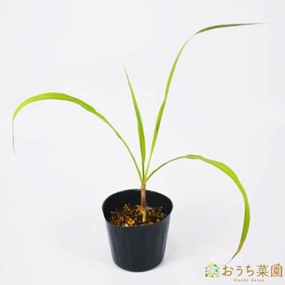 レモン グラス 苗 ハーブ 野菜 ９ｃｍ ポット オーガニック家庭菜園ショップ おうち菜園