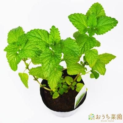 レモンバーム 苗 ハーブ 野菜 ９ｃｍ ポット オーガニック家庭菜園ショップ おうち菜園