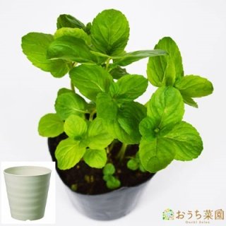 イエルバブエナ ミント 栽培 セット / ハーブ / 軽量 プラスチック 鉢 プランター