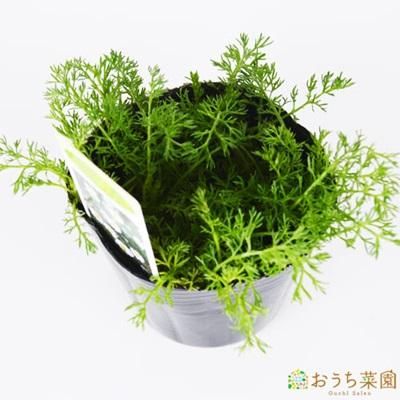 ローマン カモミール 苗 ハーブ 野菜 9cm ポット オーガニック家庭菜園ショップ おうち菜園 ローマン カモミール 苗 ハーブ 野菜 9cm ポット オーガニック家庭菜園ショップ おうち菜園
