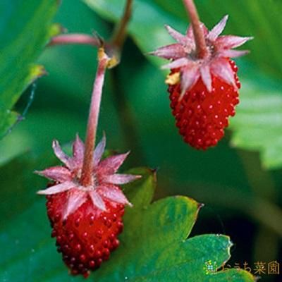 ワイルドストロベリー 赤実 苗 ハーブ 野菜 9cm ポット オーガニック家庭菜園ショップ おうち菜園 ワイルドストロベリー 赤実 苗 ハーブ 野菜 9cm ポット オーガニック家庭菜園ショップ おうち菜園