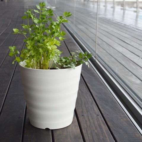 チャービル 栽培 セット 軽量 プラスチック 鉢 オーガニック家庭菜園ショップ おうち菜園 チャービル 栽培 セット 軽量 プラスチック 鉢 オーガニック家庭菜園ショップ おうち菜園