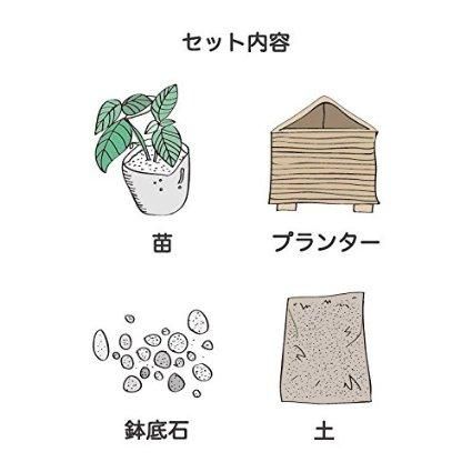 チャービル 栽培 セット 軽量 プラスチック 鉢 オーガニック家庭菜園ショップ おうち菜園