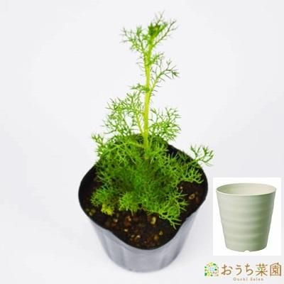 ジャーマン カモミール 栽培 セット 軽量 プラスチック 鉢 オーガニック家庭菜園ショップ おうち菜園 ジャーマン カモミール 栽培 セット 軽量 プラスチック 鉢 オーガニック家庭菜園ショップ おうち菜園
