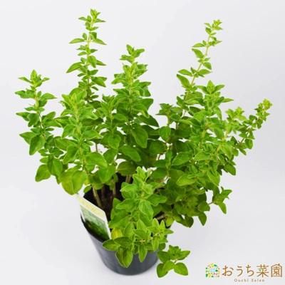 オレガノ 栽培 セット 軽量 プラスチック 鉢 オーガニック家庭菜園ショップ おうち菜園 オレガノ 栽培 セット 軽量 プラスチック 鉢 オーガニック家庭菜園ショップ おうち菜園