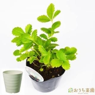 栽培セット ワイルドストロベリー 白実 オーガニック家庭菜園ショップ おうち菜園 栽培セット ワイルドストロベリー 白実 オーガニック家庭菜園ショップ おうち菜園