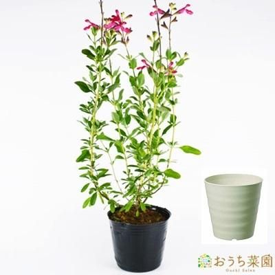 チェリー セージ 栽培 セット 軽量 プラスチック 鉢 オーガニック家庭菜園ショップ おうち菜園 チェリー セージ 栽培 セット 軽量 プラスチック 鉢 オーガニック家庭菜園ショップ おうち菜園