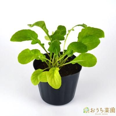 ルッコラ ロケット 苗 ハーブ 野菜 ９ｃｍ ポット オーガニック家庭菜園ショップ おうち菜園