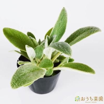 ラムズイヤー 苗 ハーブ 野菜 9cm ポット オーガニック家庭菜園ショップ おうち菜園 ラムズイヤー 苗 ハーブ 野菜 9cm ポット オーガニック家庭菜園ショップ おうち菜園