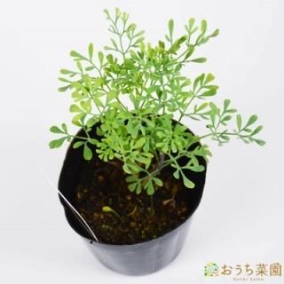 ハーブの苗 虫除け オーガニック家庭菜園ショップ おうち菜園 ハーブの苗 虫除け オーガニック家庭菜園ショップ おうち菜園